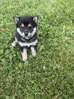 Peyton , a female Shiba Inu for sale in Chichester, NH – 1 of 3