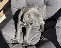 Yellow , a female Cane Corso for sale in Las Vegas, NV – 5 of 7