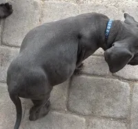Blue , a male Cane Corso for sale in Las Vegas, NV – 2 of 4