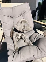 Pink , a female Cane Corso for sale in Las Vegas, NV – 2 of 5