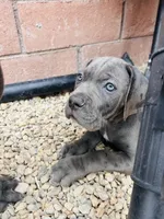 Pink , a female Cane Corso for sale in Las Vegas, NV – 1 of 5
