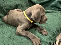 Yellow , a female Cane Corso for sale in Las Vegas, NV – 3 of 7