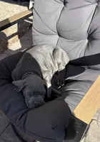 Black , a male Cane Corso for sale in Las Vegas, NV – 2 of 3