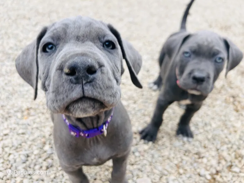 Purple – Cane Corso puppy for sale in Las Vegas, NV