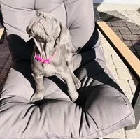 Hot pink, a female Cane Corso for sale in Las Vegas, NV – 3 of 5