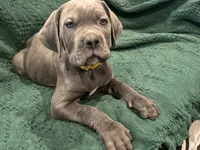 Yellow , a female Cane Corso for sale in Las Vegas, NV – 4 of 7