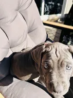 Pink , a female Cane Corso for sale in Las Vegas, NV – 3 of 5