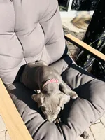 Pink , a female Cane Corso for sale in Las Vegas, NV – 4 of 5