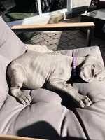 Purple, a female Cane Corso for sale in Las Vegas, NV – 4 of 5