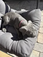 Hot pink, a female Cane Corso for sale in Las Vegas, NV – 5 of 5