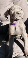 Purple, a female Cane Corso for sale in Las Vegas, NV – 2 of 5