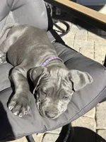 Purple, a female Cane Corso for sale in Las Vegas, NV – 5 of 5