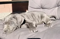 Purple, a female Cane Corso for sale in Las Vegas, NV – 3 of 5