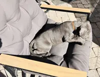 Orange, a female Cane Corso for sale in Las Vegas, NV – 4 of 4