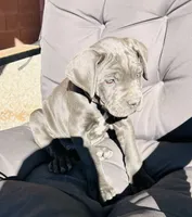 Orange, a female Cane Corso for sale in Las Vegas, NV – 3 of 4