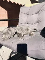 Hot pink, a female Cane Corso for sale in Las Vegas, NV – 4 of 5