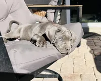 Orange, a female Cane Corso for sale in Las Vegas, NV – 2 of 4