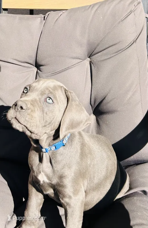 Blue  – Cane Corso puppy for sale in Las Vegas, NV