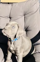 Blue , a male Cane Corso for sale in Las Vegas, NV – 1 of 4