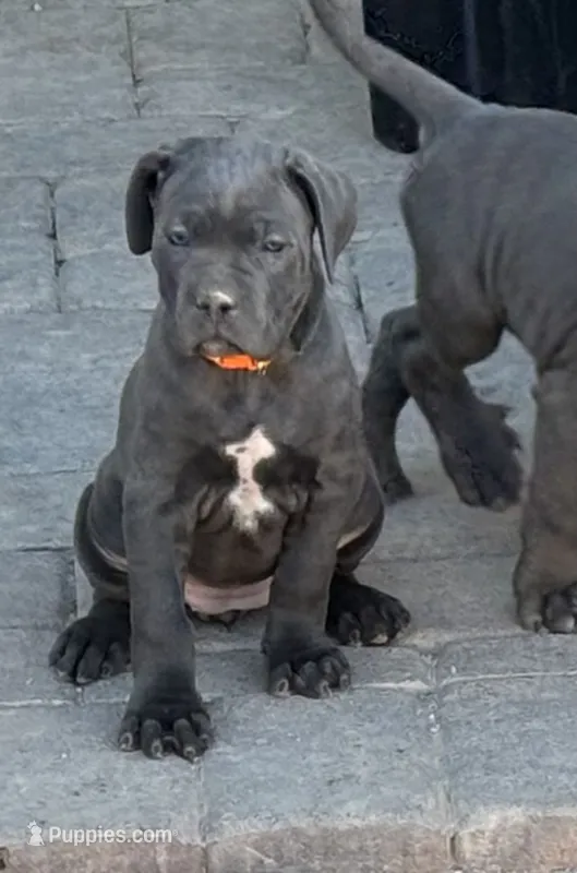 Orange, a female Cane Corso for sale in Las Vegas, NV – 1 of 4