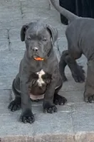 Orange, a female Cane Corso for sale in Las Vegas, NV – 1 of 4