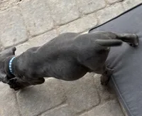 Blue , a male Cane Corso for sale in Las Vegas, NV – 3 of 4