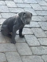 Black , a male Cane Corso for sale in Las Vegas, NV – 3 of 3