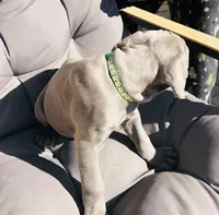 Green , a male Cane Corso for sale in Las Vegas, NV – 2 of 3