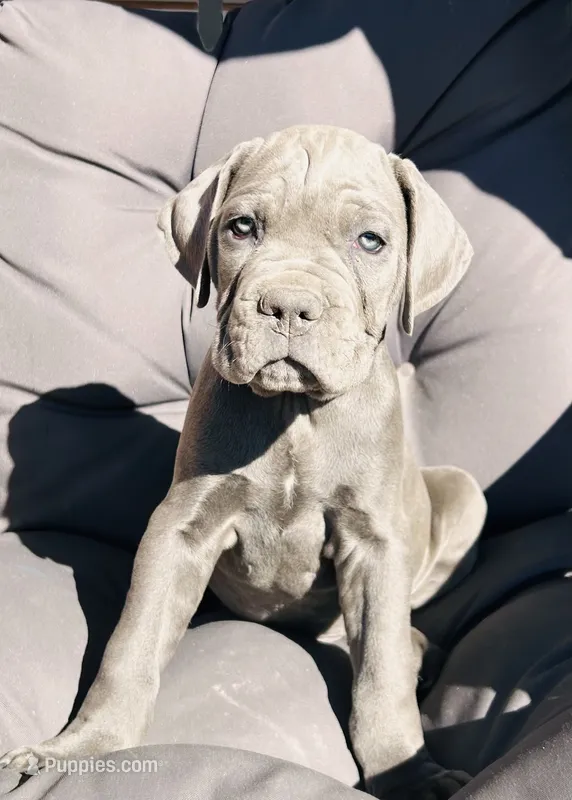 Green  – Cane Corso puppy for sale in Las Vegas, NV
