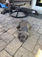 Blue , a male Cane Corso for sale in Las Vegas, NV – 4 of 4