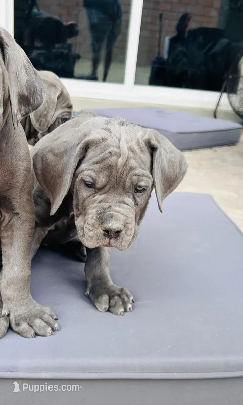 Yellow  – Cane Corso puppy for sale in Las Vegas, NV