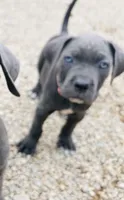 Hot pink, a female Cane Corso for sale in Las Vegas, NV – 2 of 5
