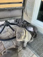 Yellow , a female Cane Corso for sale in Las Vegas, NV – 7 of 7