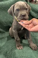 Yellow , a female Cane Corso for sale in Las Vegas, NV – 2 of 7
