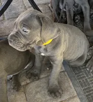 Yellow , a female Cane Corso for sale in Las Vegas, NV – 6 of 7