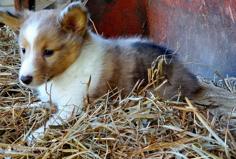 Female 2 – Shetland Sheepdog puppy for sale in Rock Valley, IA