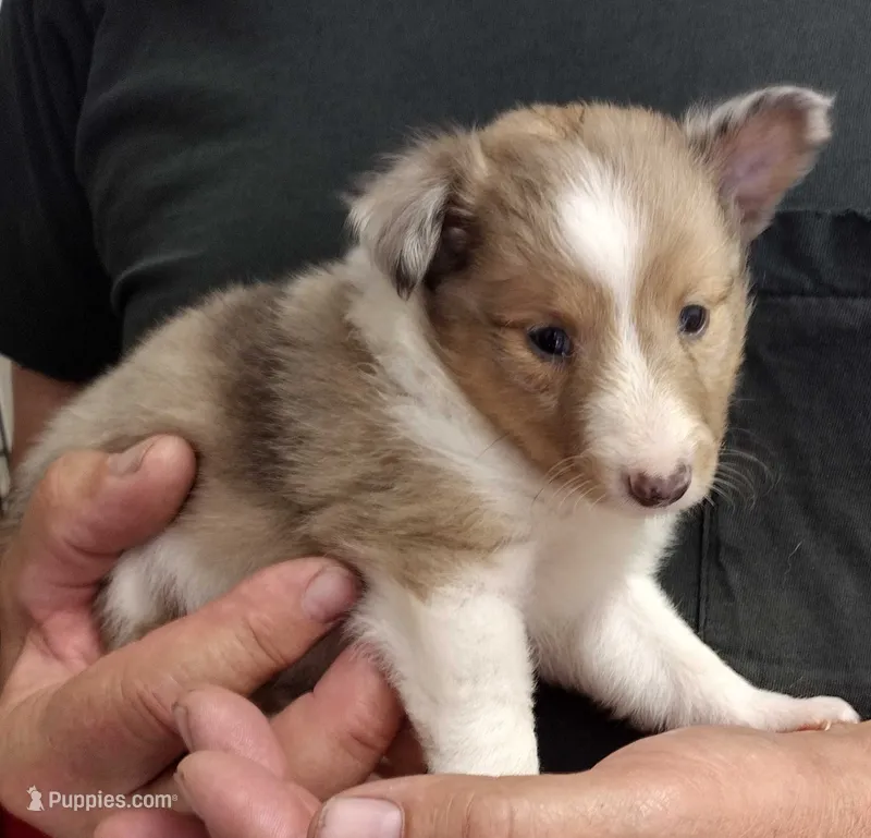 Female 2 – Shetland Sheepdog puppy for sale in Rock Valley, IA