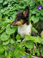 Female 3, a female Shetland Sheepdog for sale in Rock Valley, IA – 5 of 10