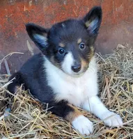 Female 3, a female Shetland Sheepdog for sale in Rock Valley, IA – 10 of 10