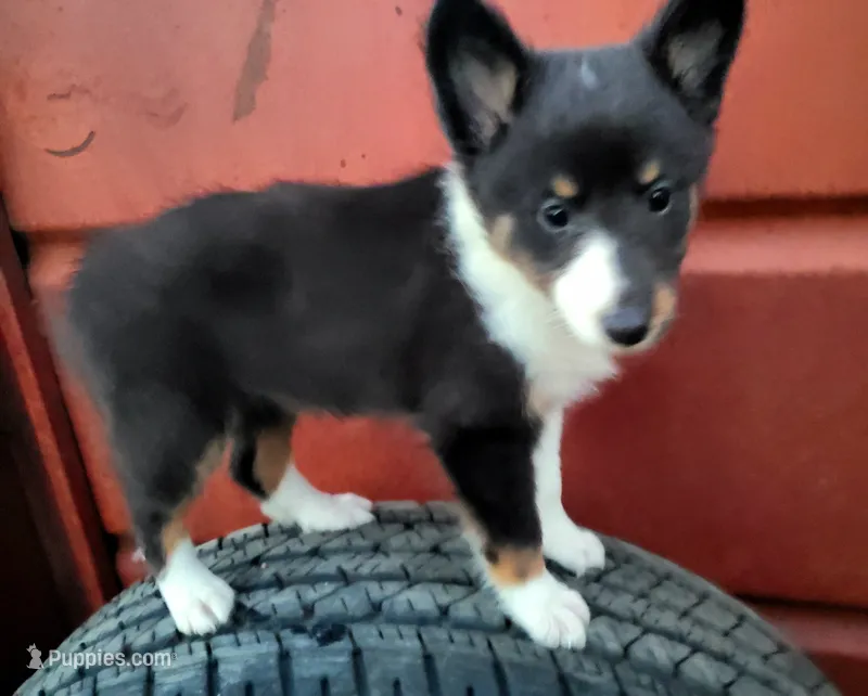 Female 3 – Shetland Sheepdog puppy for sale in Rock Valley, IA