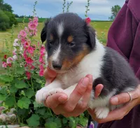 Female 4, a female Shetland Sheepdog for sale in Rock Valley, IA – 1 of 2
