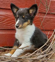 Female 3, a female Shetland Sheepdog for sale in Rock Valley, IA – 2 of 10