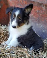 Puppy #3, a male Shetland Sheepdog for sale in Rock Valley, IA – 1 of 2