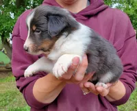 Male 3, a male Shetland Sheepdog for sale in Rock Valley, IA – 2 of 2