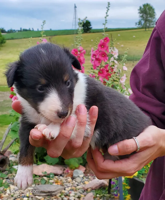 Female 3 – Shetland Sheepdog puppy for sale in Rock Valley, IA