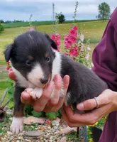 Female 3, a female Shetland Sheepdog for sale in Rock Valley, IA – 1 of 2