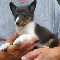 Female 3, a female Shetland Sheepdog for sale in Rock Valley, IA – 8 of 10