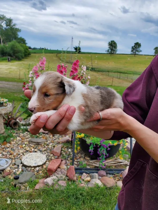 Female 2 – Shetland Sheepdog puppy for sale in Rock Valley, IA
