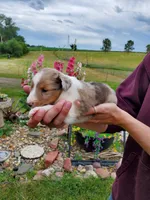 Female 2, a female Shetland Sheepdog for sale in Rock Valley, IA – 1 of 1