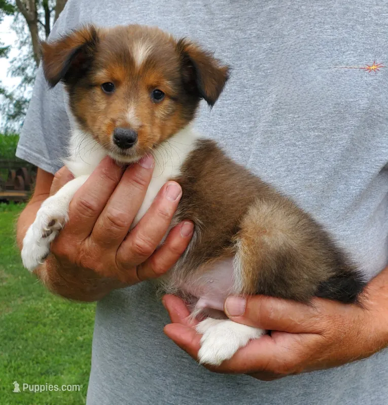 Male 1 – Shetland Sheepdog puppy for sale in Rock Valley, IA